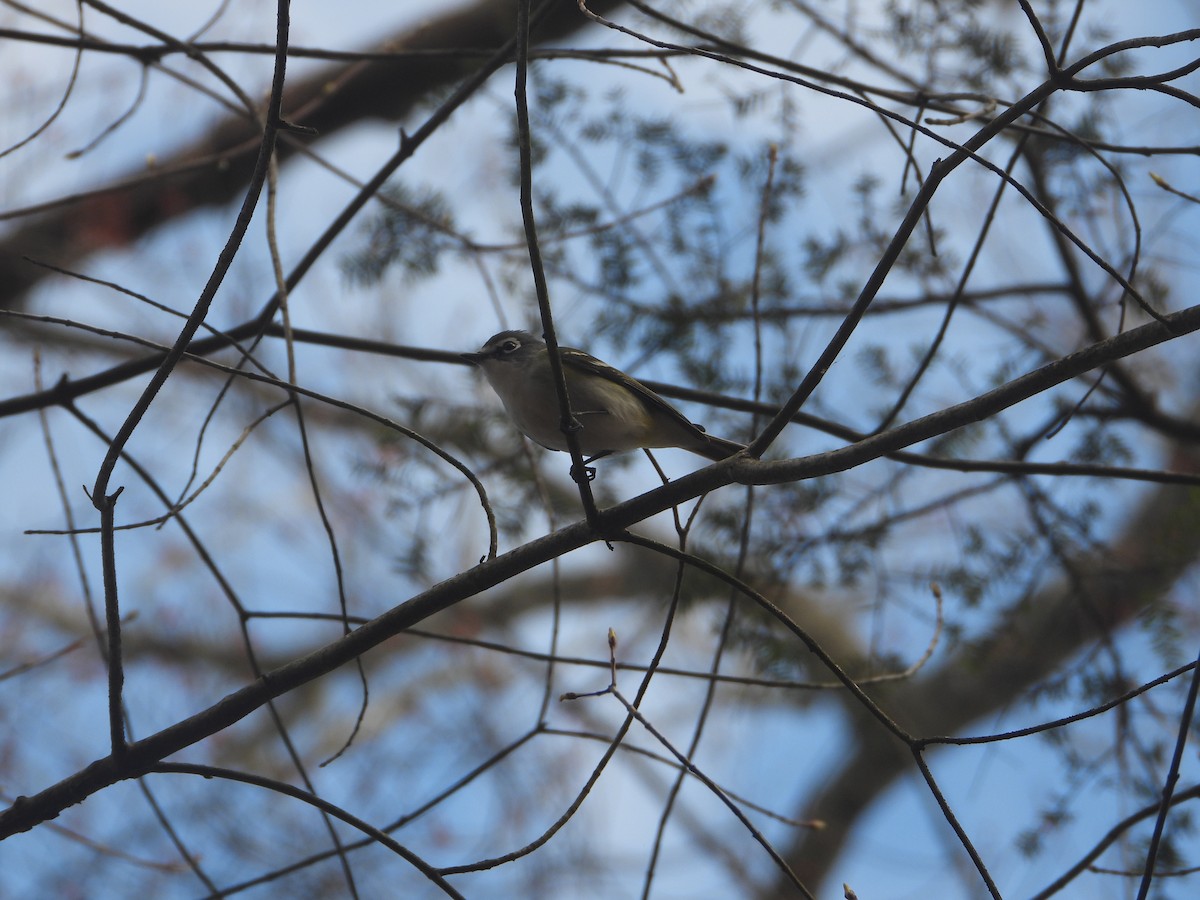 Blue-headed Vireo - ML654724228