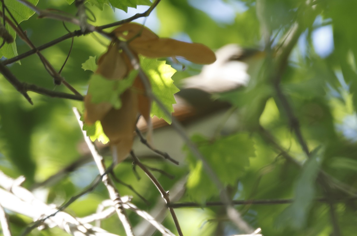Yellow-billed Cuckoo - ML654724277