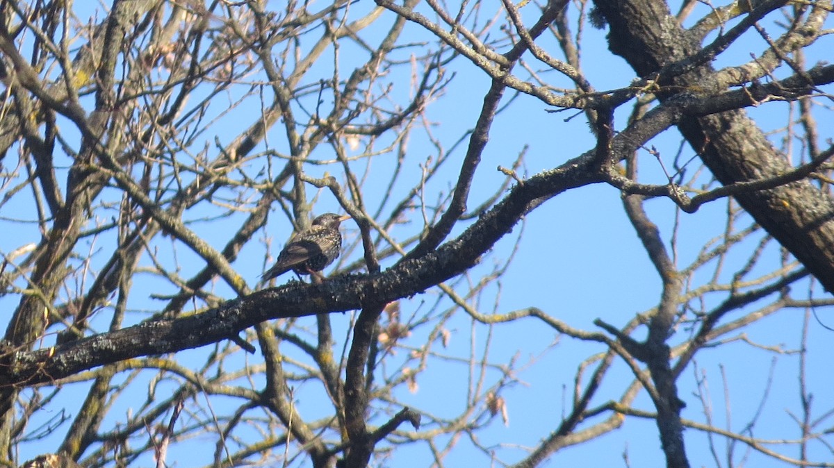 European Starling - ML654724603