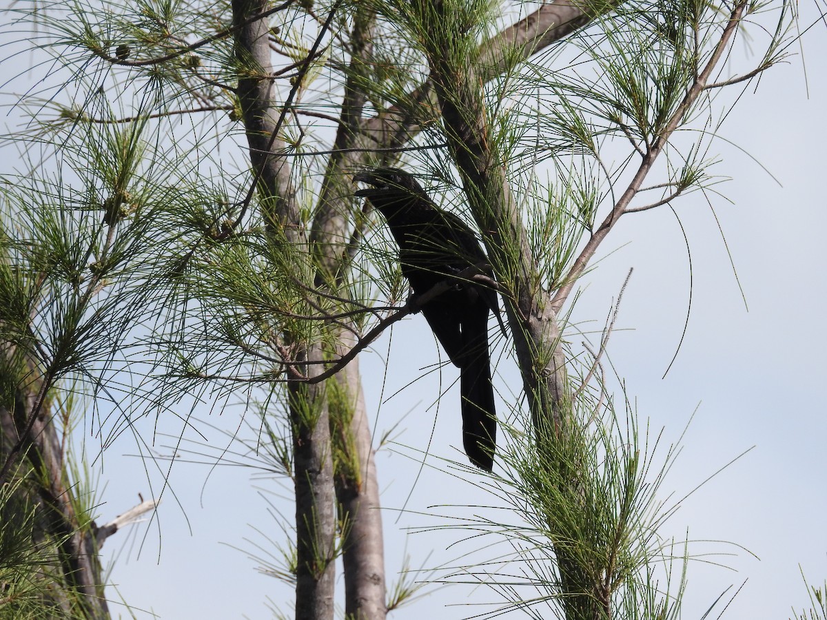 Smooth-billed Ani - Erika Gates