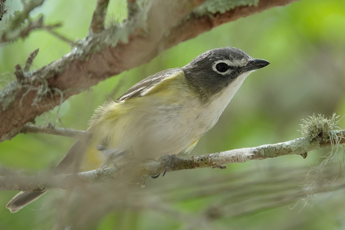 Blue-headed Vireo - ML654727652