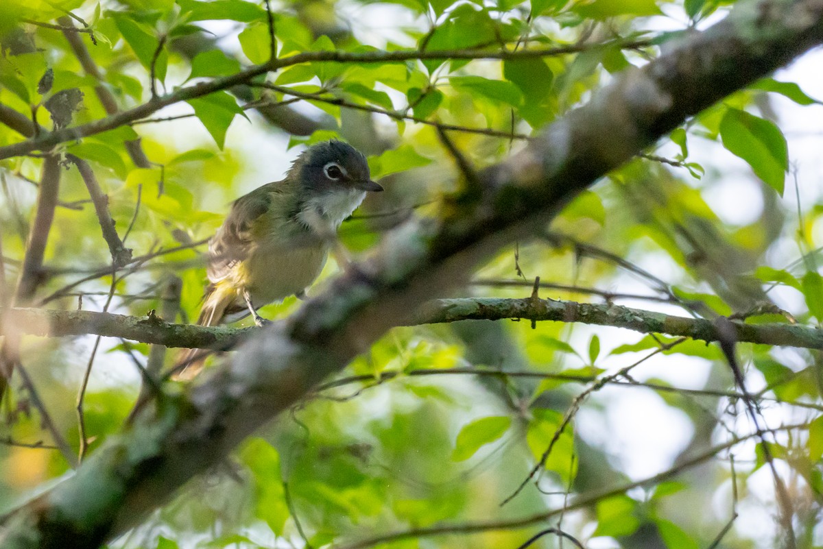 Blue-headed Vireo - ML654728102