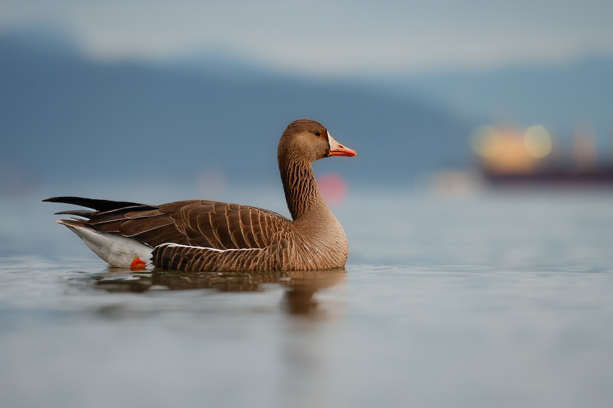 Greater White-fronted Goose - ML654728569