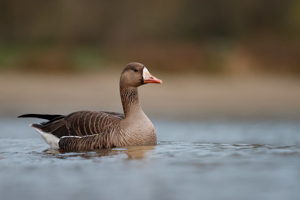 Greater White-fronted Goose - ML654728581