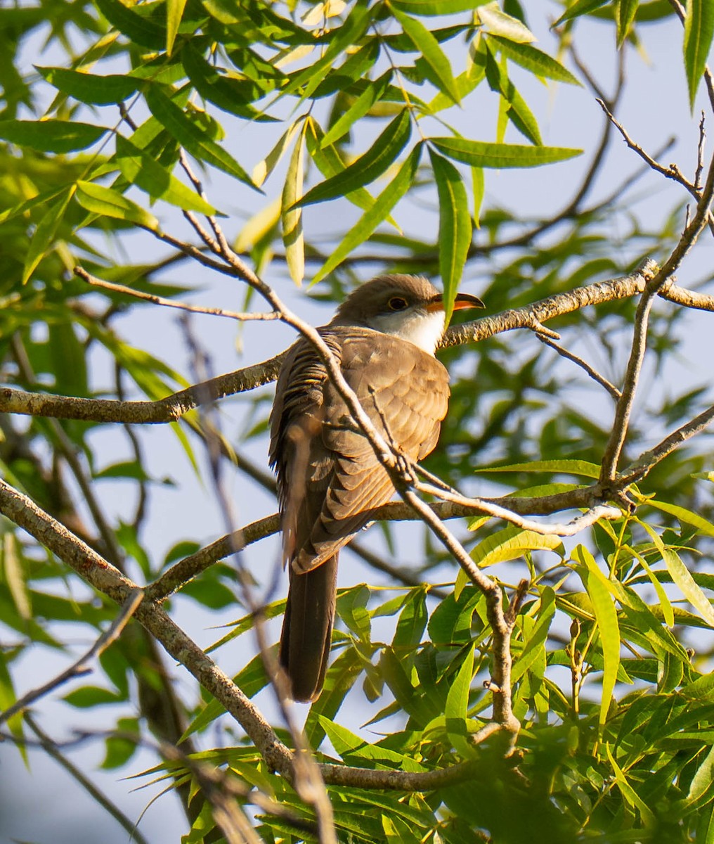 Yellow-billed Cuckoo - ML654728857