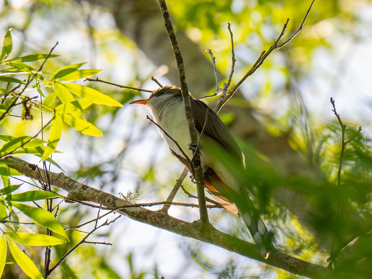 Yellow-billed Cuckoo - ML654728858