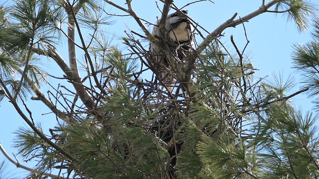 Garza Azulada - ML654729176