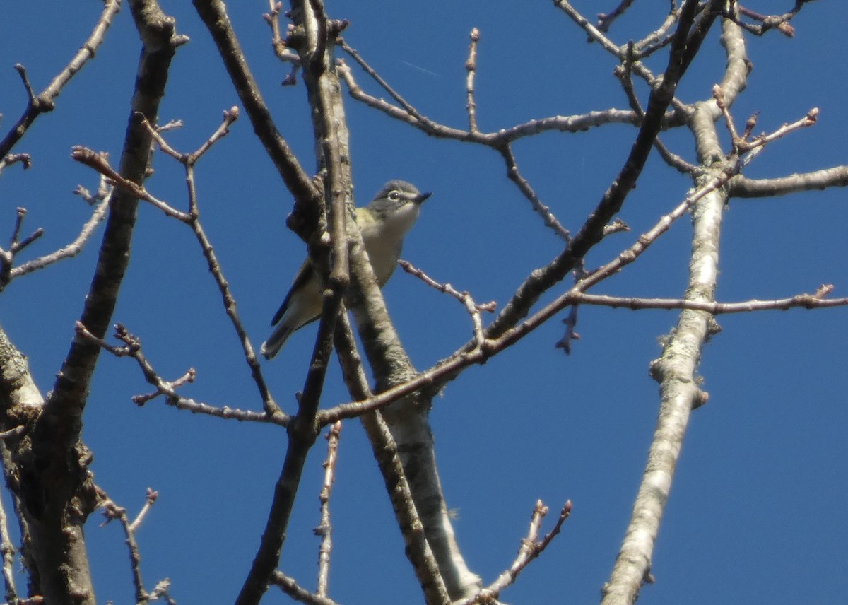 Blue-headed Vireo - ML654729484