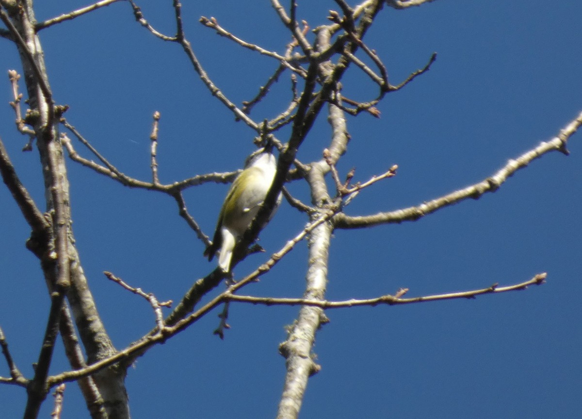 Blue-headed Vireo - ML654729485