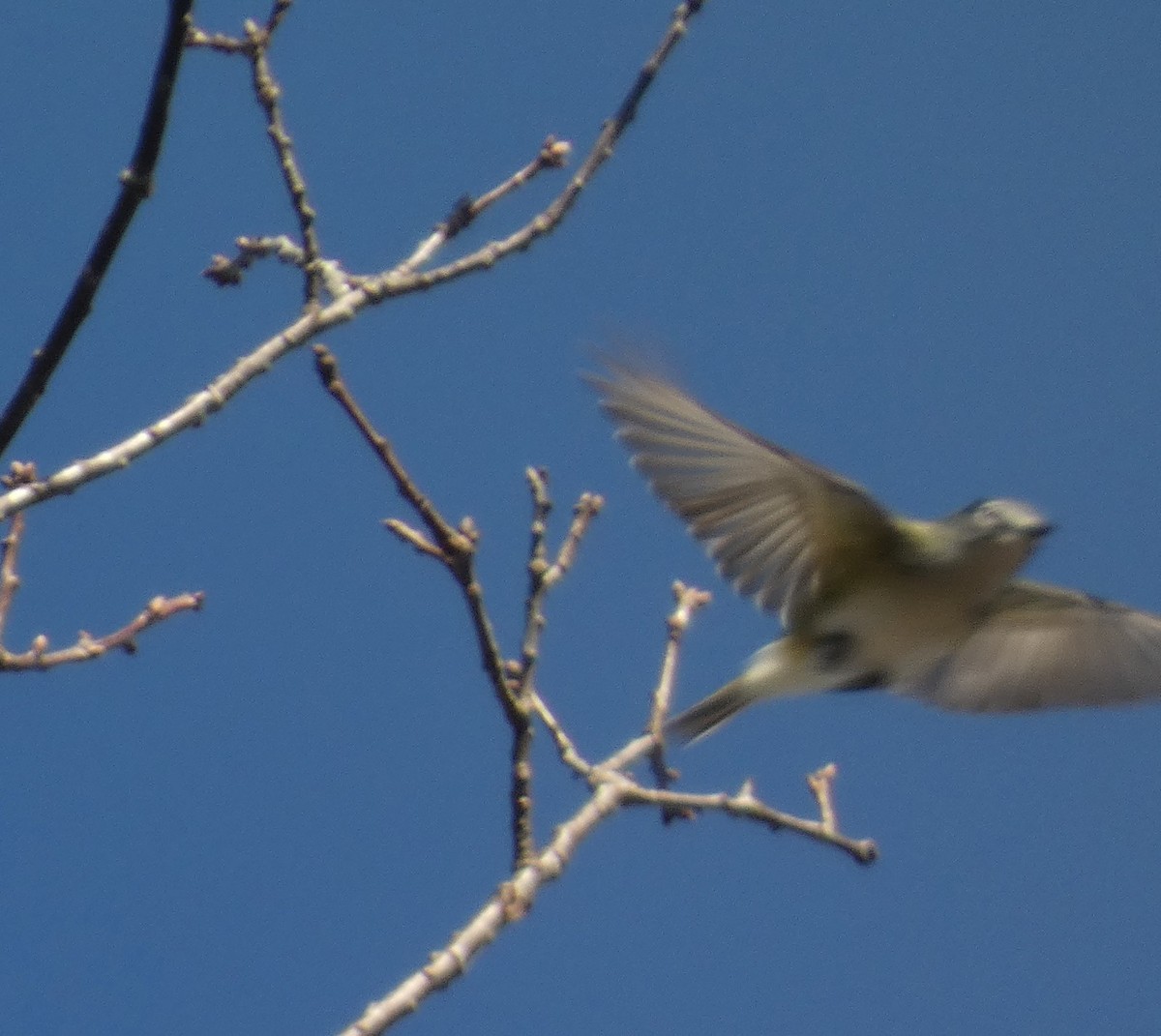 Blue-headed Vireo - ML654729486