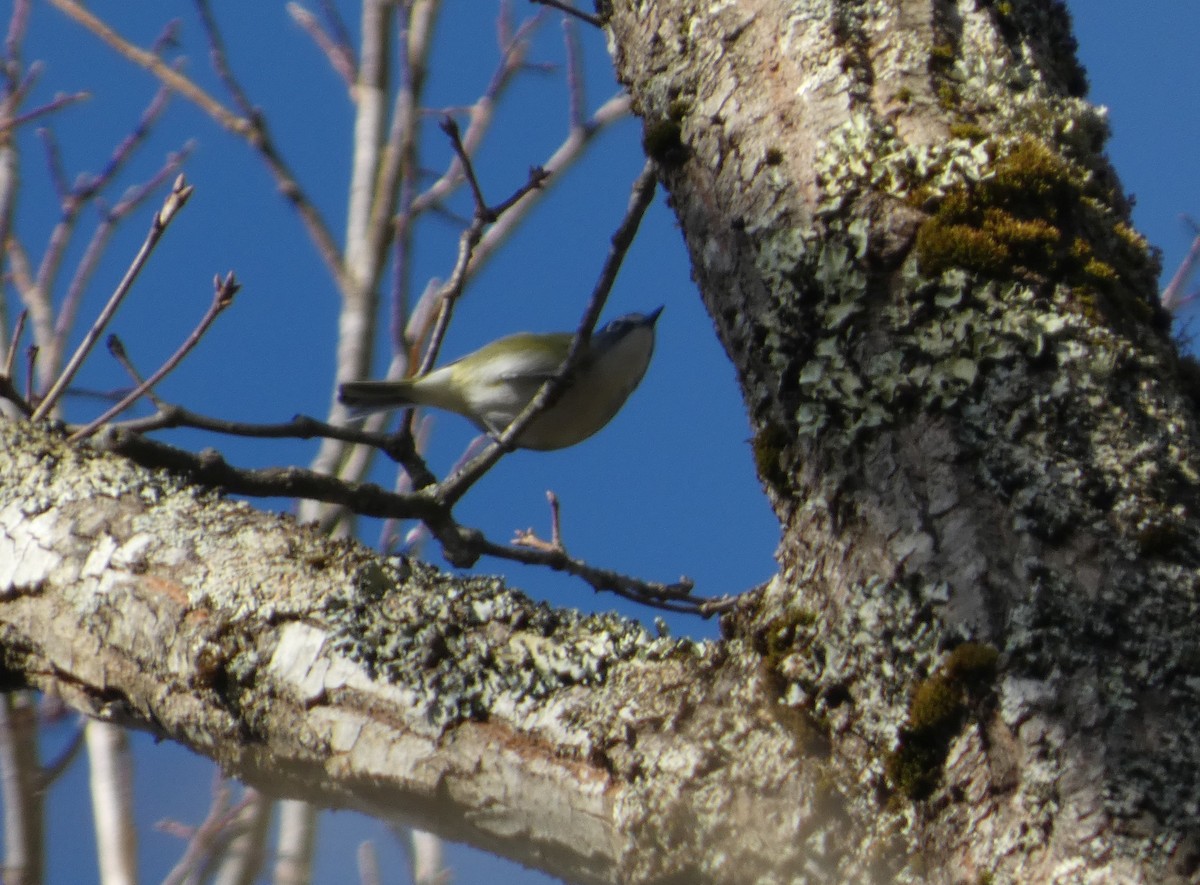 Blue-headed Vireo - ML654729487