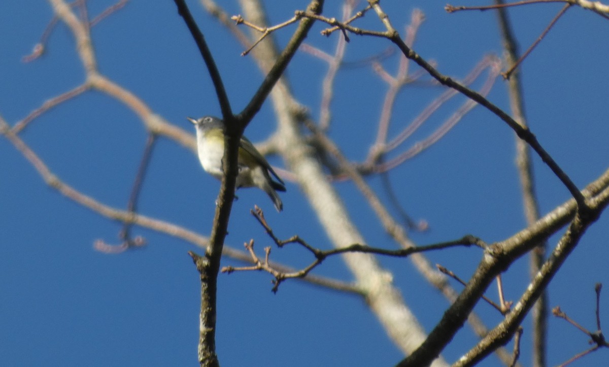 Blue-headed Vireo - ML654729488