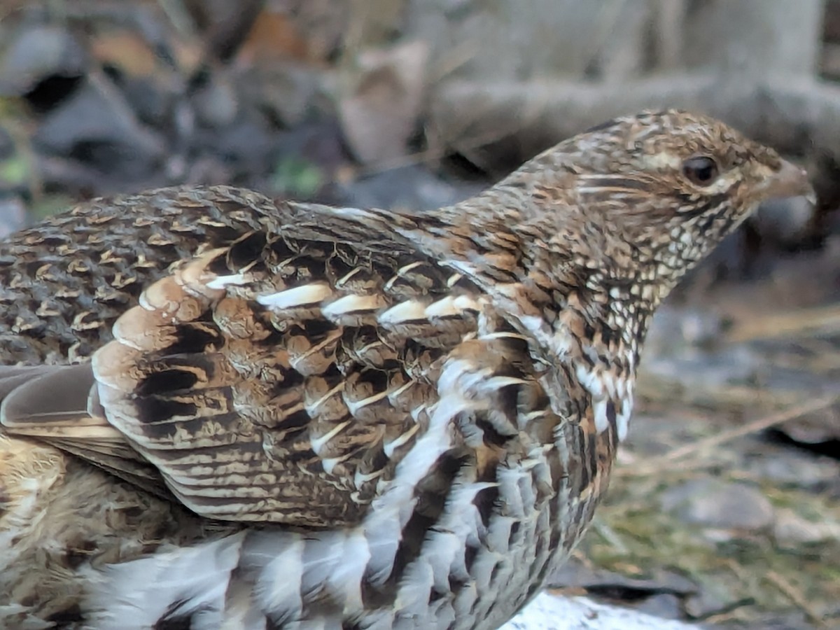 Ruffed Grouse - ML654729801