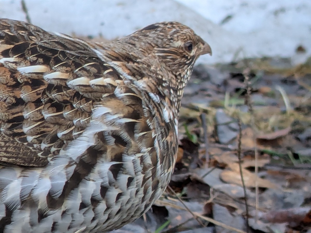 Ruffed Grouse - ML654729802