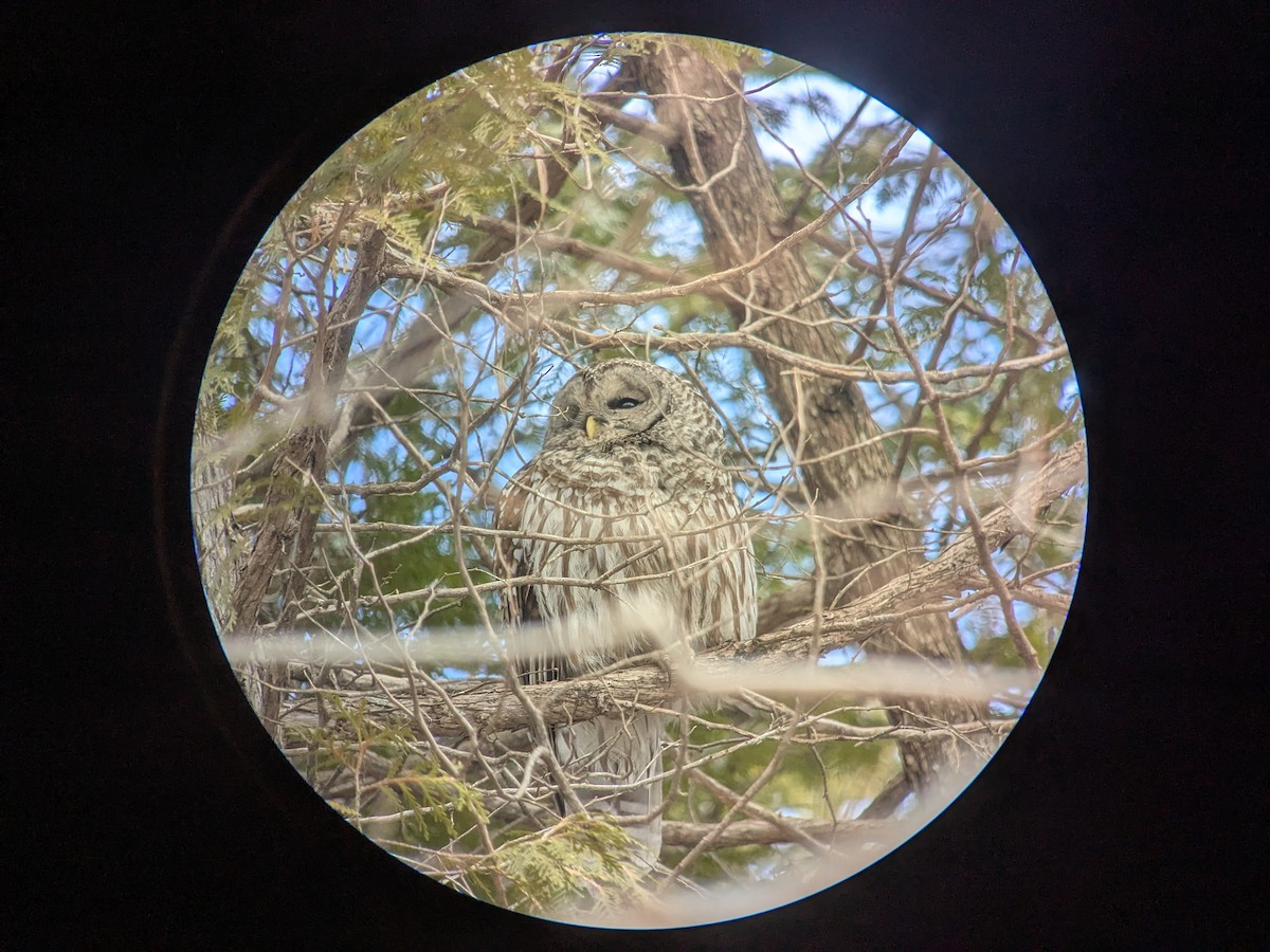 Barred Owl - ML654729840