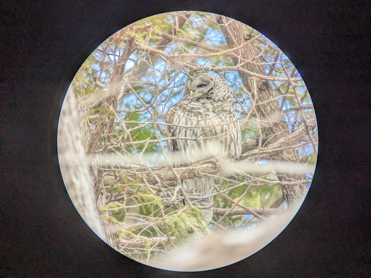 Barred Owl - ML654729841