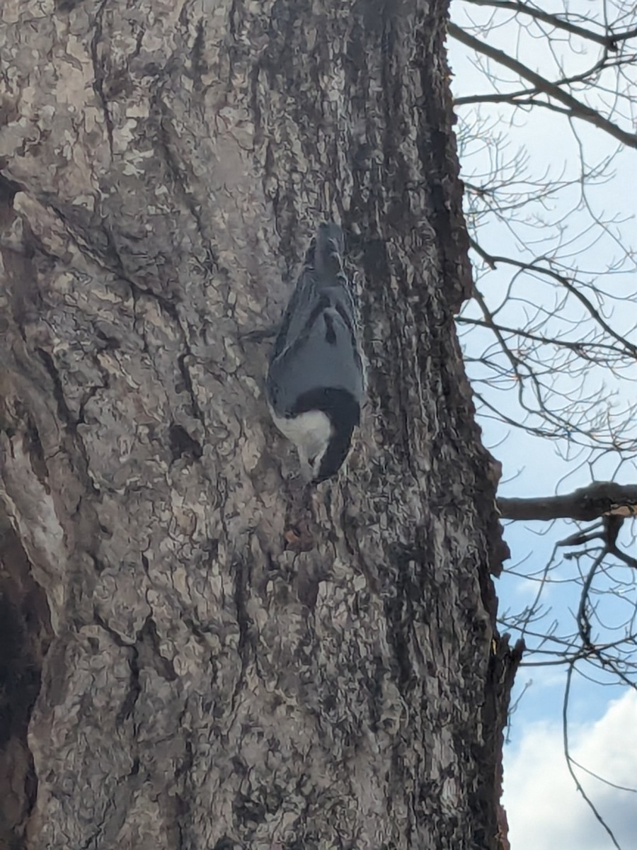 White-breasted Nuthatch - ML654729859