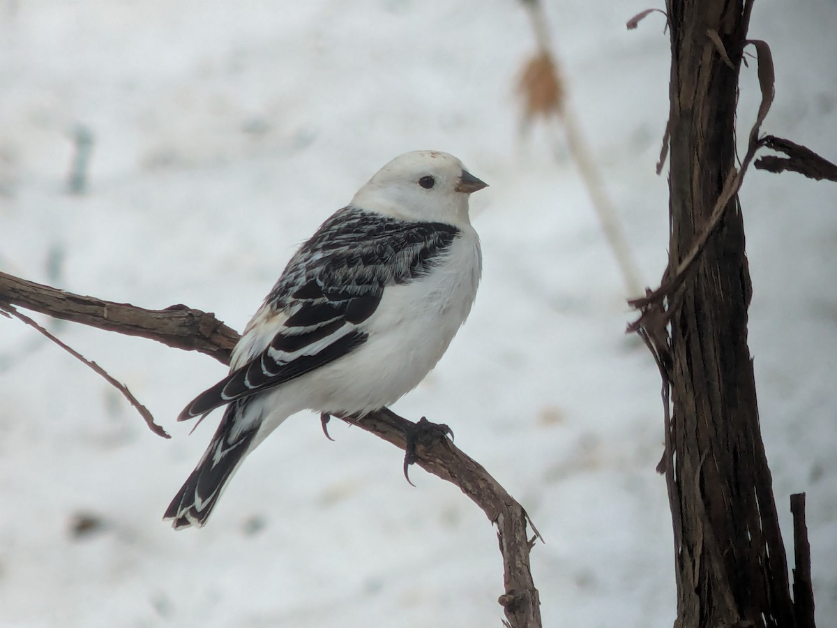 Snow Bunting - ML654729874
