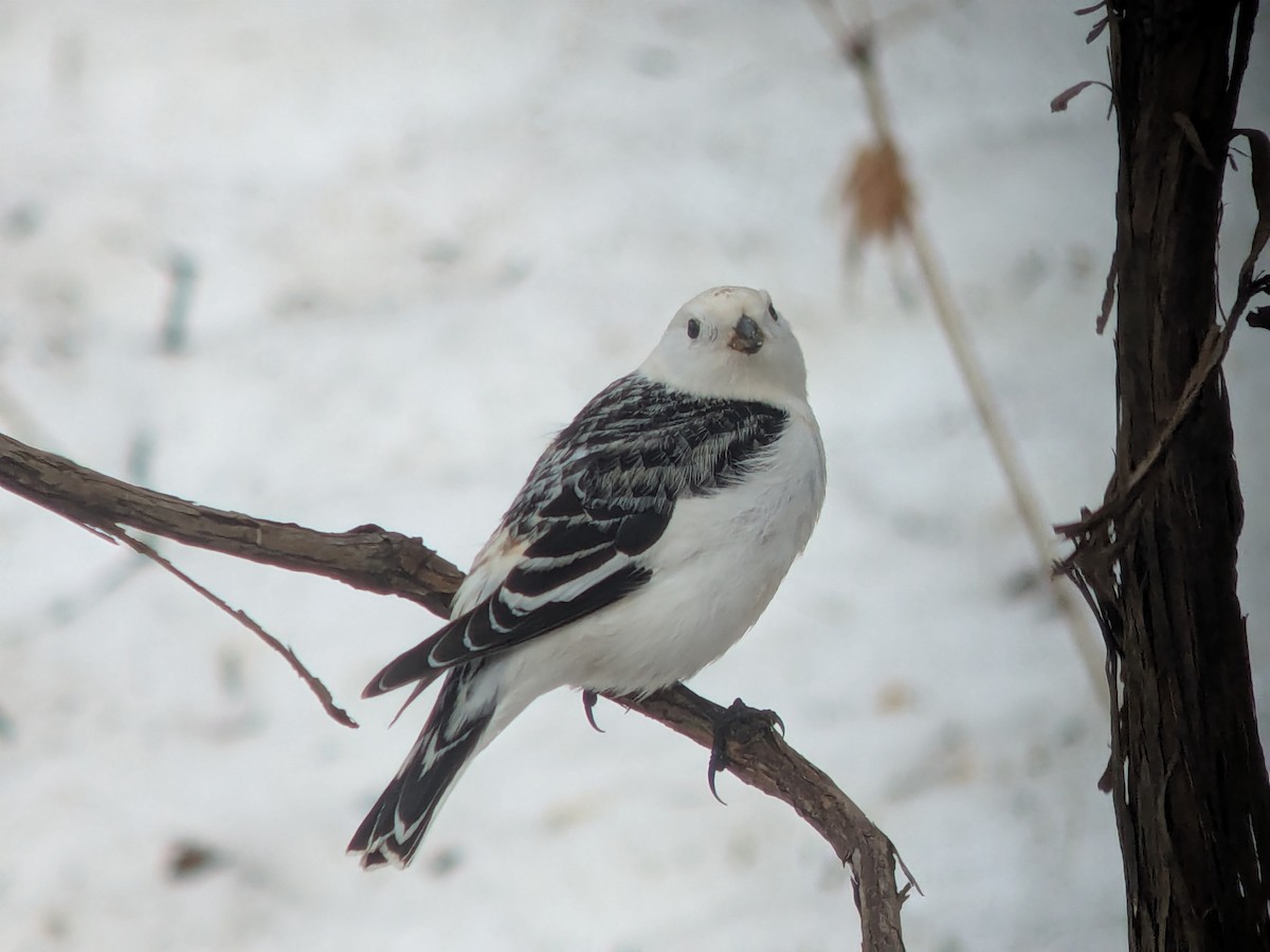 Snow Bunting - ML654729875