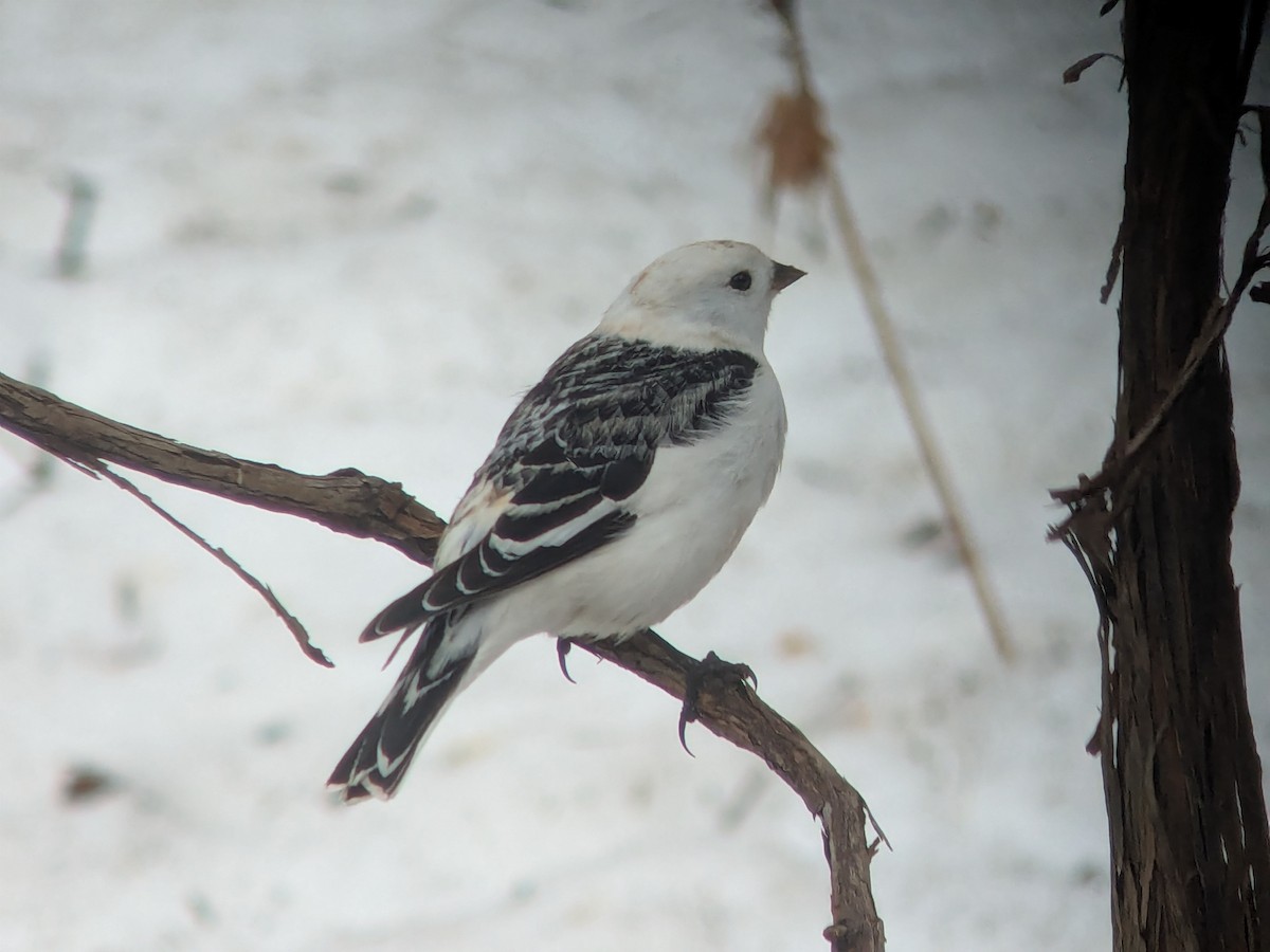 Snow Bunting - ML654729876