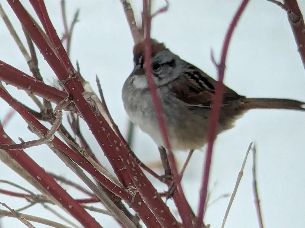 Swamp Sparrow - ML654729895