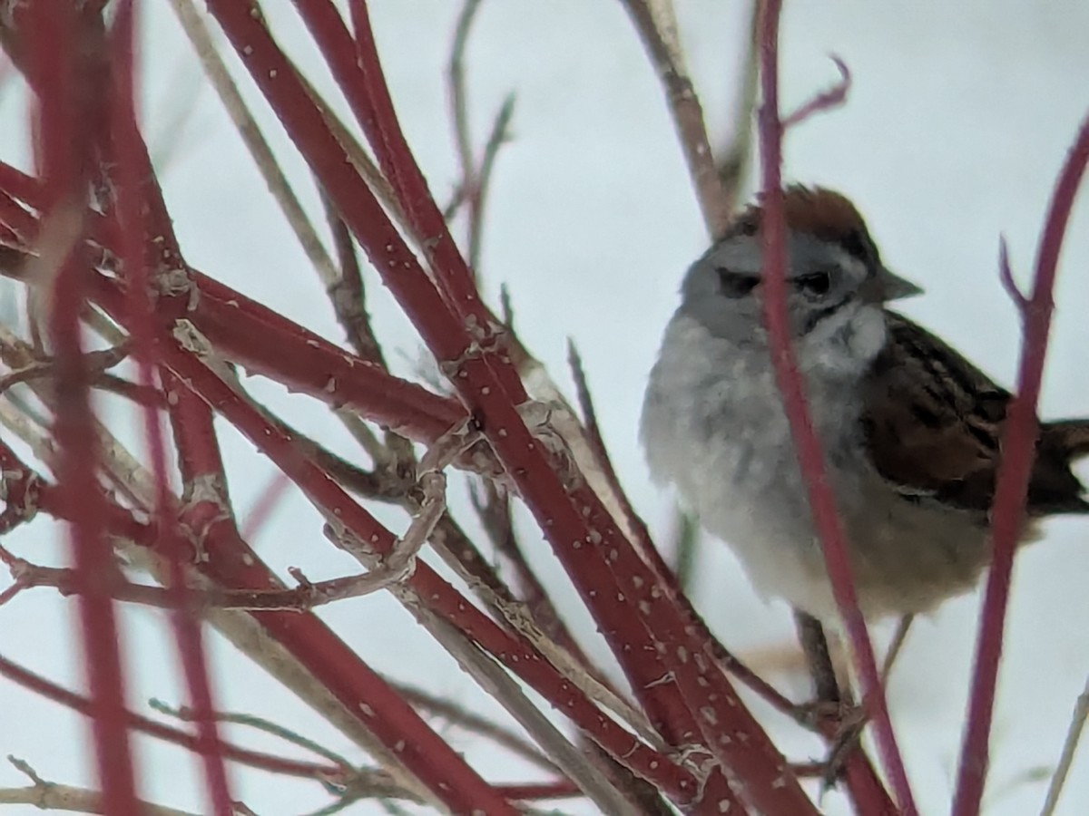 Swamp Sparrow - ML654729896