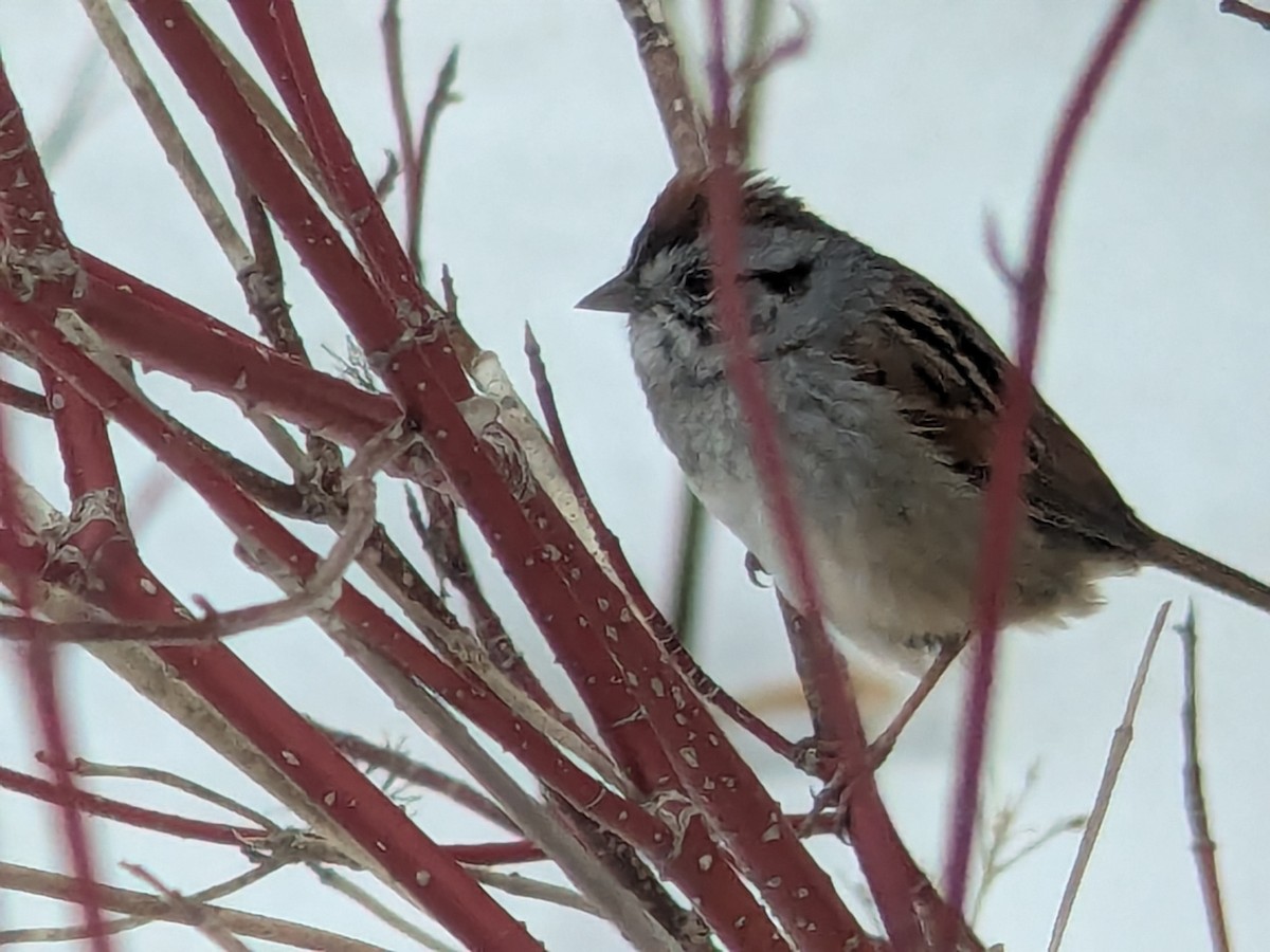Swamp Sparrow - ML654729897