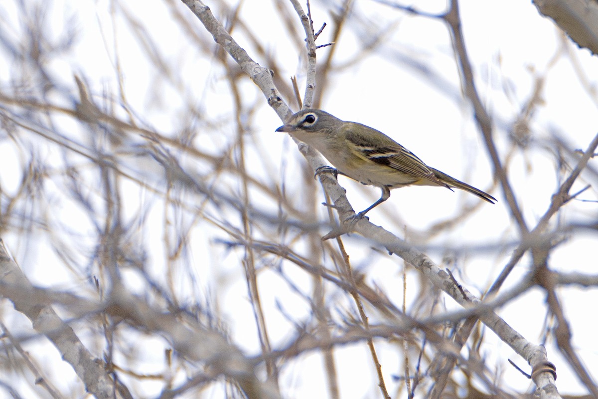 Blue-headed Vireo - ML654730113