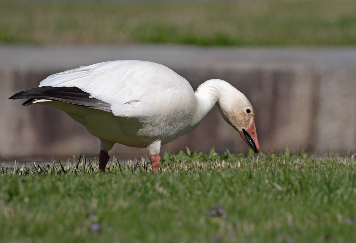 Snow Goose - ML654731460