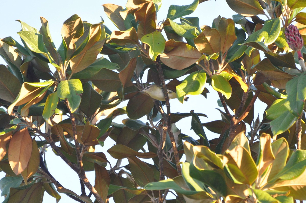 Red-eyed Vireo - ML654731497