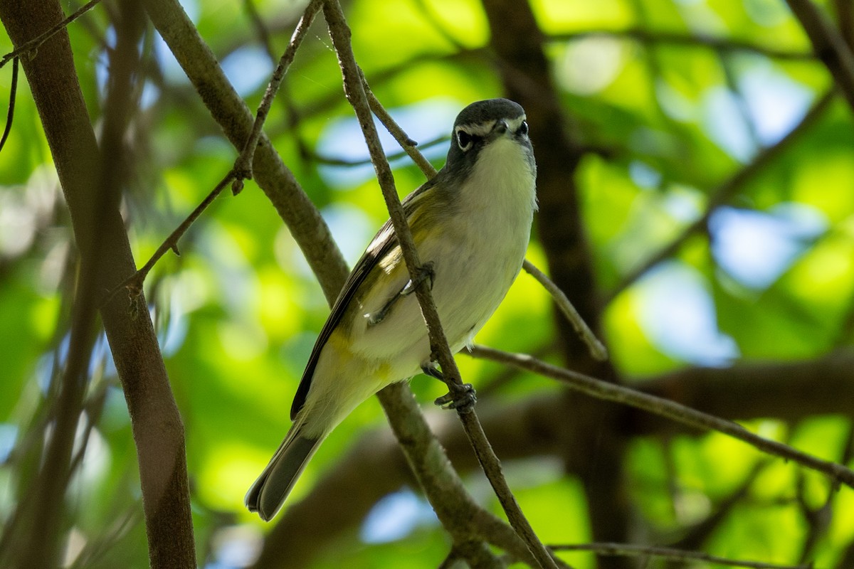 Blue-headed Vireo - ML654731710