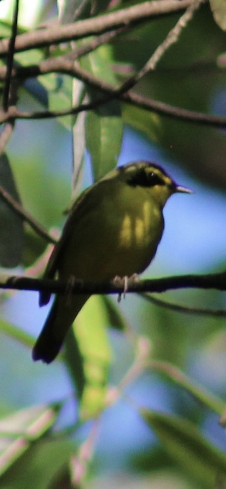 kentuckyparula - ML654731718