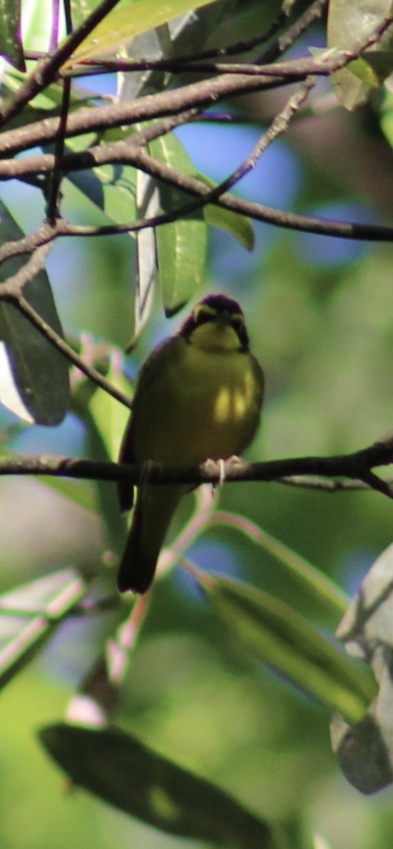 kentuckyparula - ML654731719
