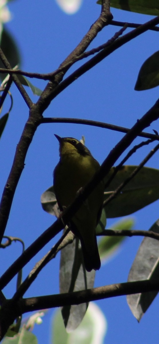 kentuckyparula - ML654731720