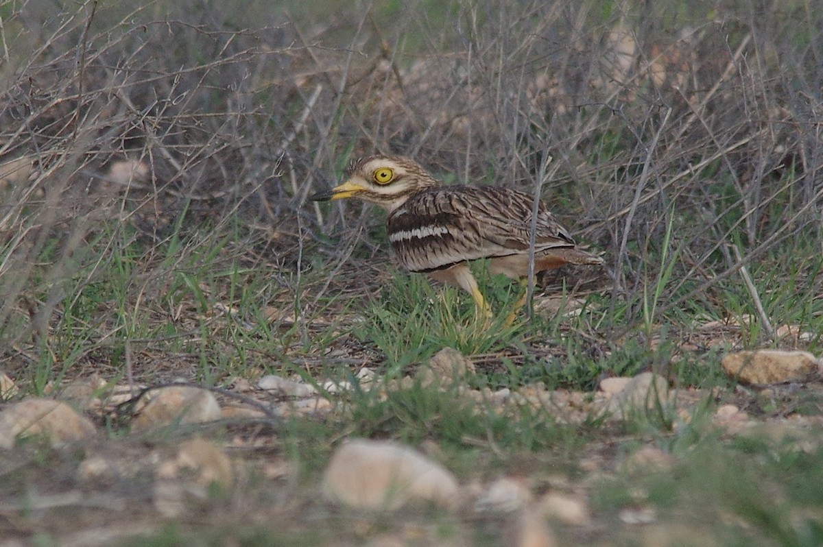 Eurasian Thick-knee - ML654731738
