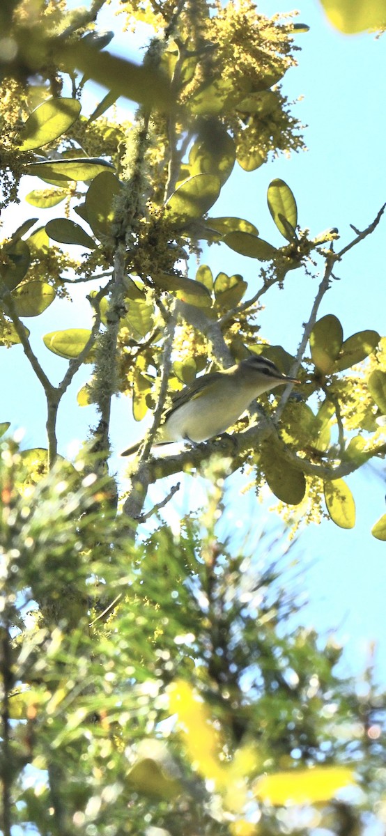 Red-eyed Vireo - ML654731925