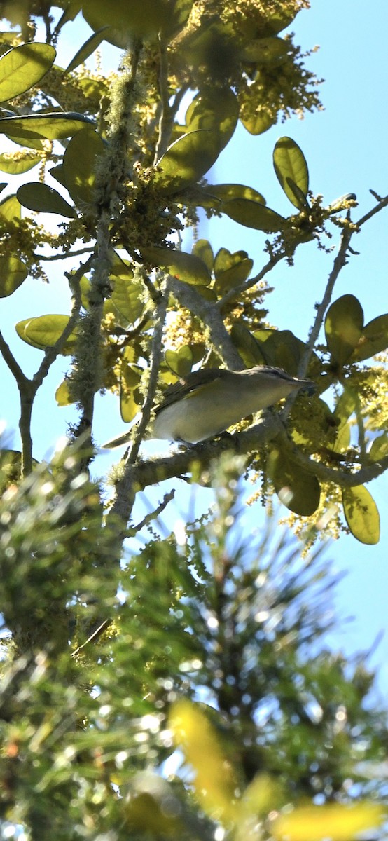 Red-eyed Vireo - ML654731926