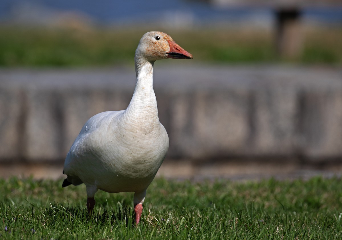 Snow Goose - ML654732255