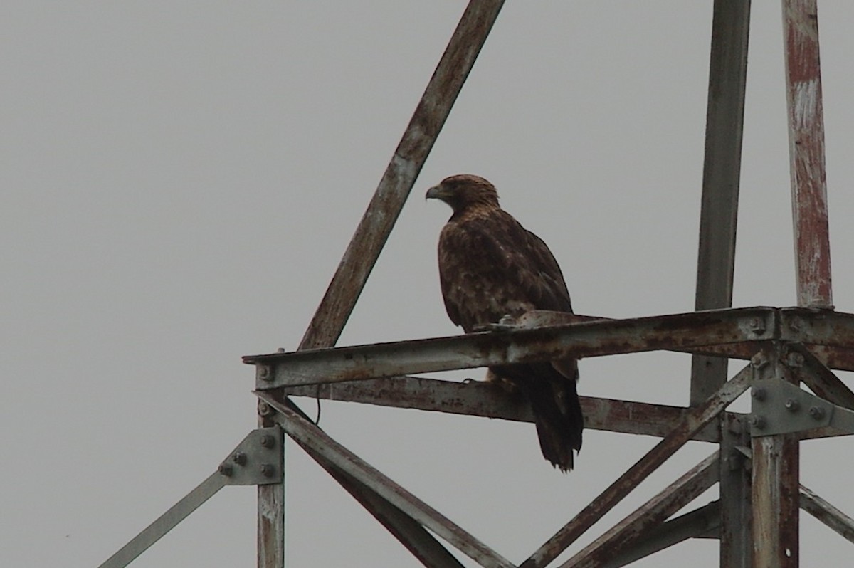Golden Eagle - ML654732261