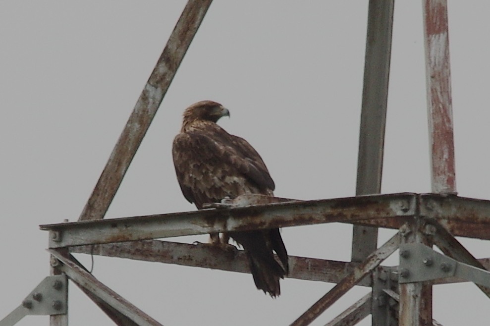 Golden Eagle - ML654732262