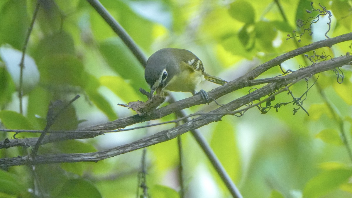Blue-headed Vireo - ML654732737