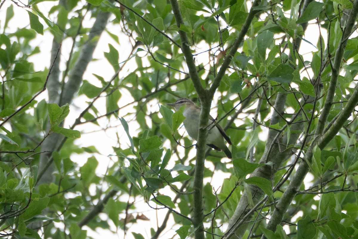 Red-eyed Vireo - ML654732922