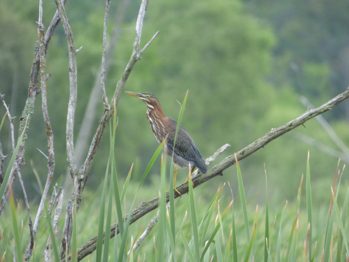 Green Heron - ML65473351