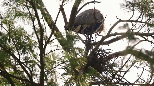 Garza Azulada - ML654733619