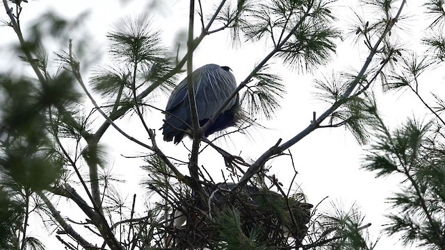 Garza Azulada - ML654734702