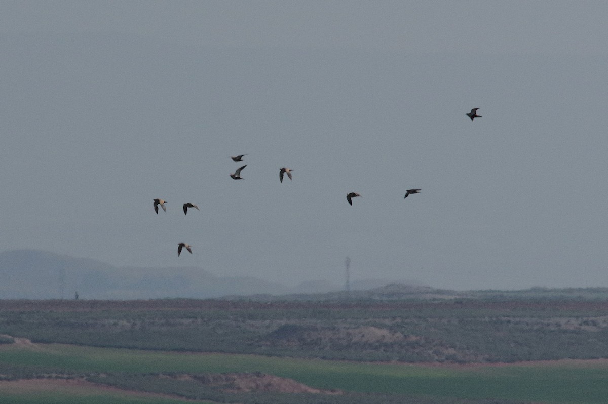 Black-bellied Sandgrouse - ML654734805