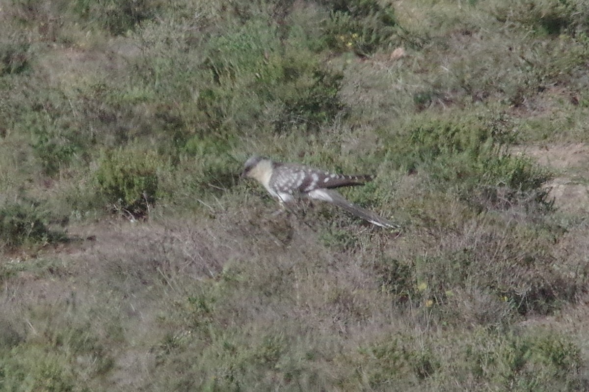 Great Spotted Cuckoo - ML654735212