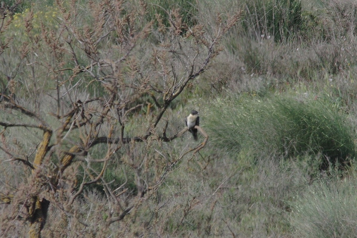 Great Spotted Cuckoo - ML654735375