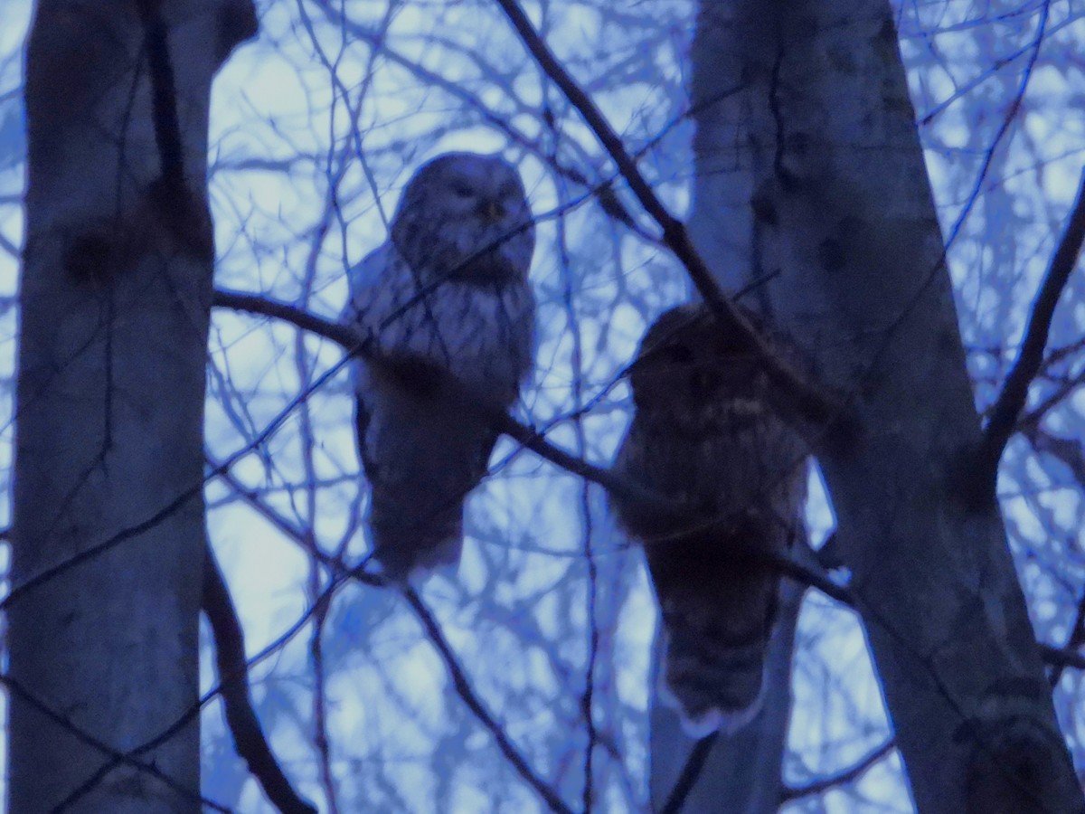 Habichtskauz - ML654735738