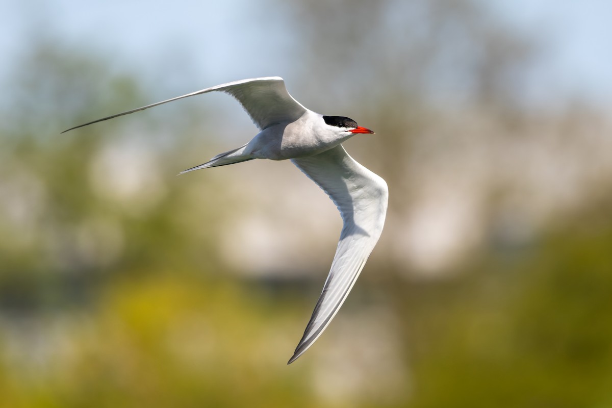 Common Tern - ML654736121